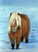 Pony, Equine Art - Winter Woolies